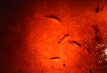 Sultan Mehmet the Conqueror’s Conquest Letters